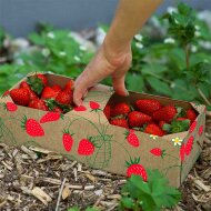 Körbe Erdbeeren | 1 kg | 259x109x89 mm