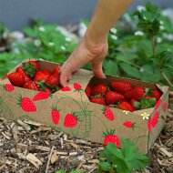 Strawberries | 1 kg | 259 x 109 x 89 mm